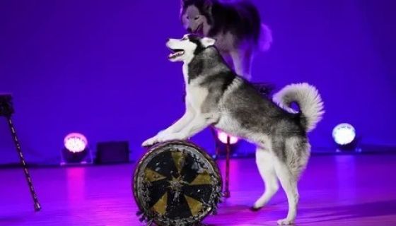 Цирк «Бруно», Корсаков